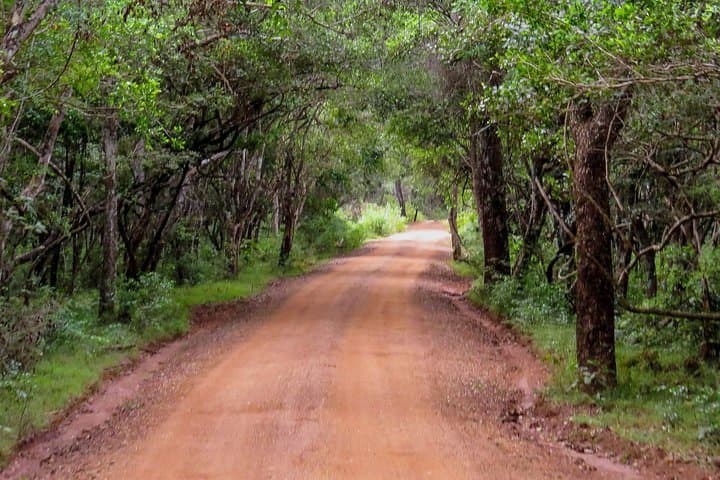 Wilpattu Safari: Jeep Game Drive to Spot Sri Lankan Leopards & Sloth Bears photo 5
