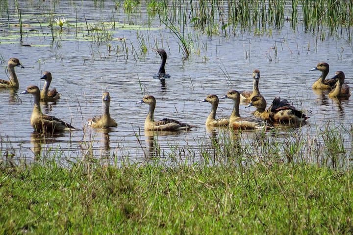 Wilpattu Safari: Jeep Game Drive to Spot Sri Lankan Leopards & Sloth Bears photo 6