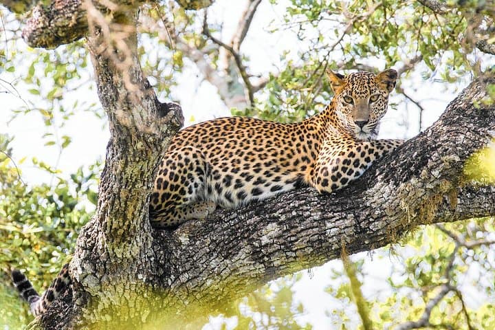 Wilpattu National Park Safari with Naturalist — Leopard, Sloth Bear & Birding in Sri Lanka