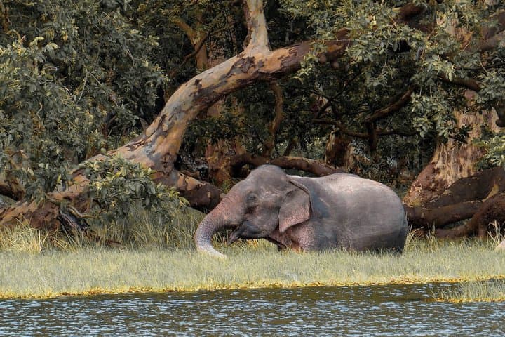 Sigiriya Rock and Minneriya Elephant Safari — Day Tour from Negombo photo 6
