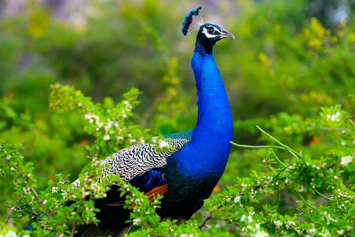 Kaudulla National Park Private Safari: Elephant Herds & Birding from Dambulla