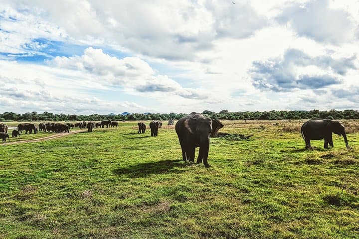 Kaudulla National Park Private Safari: Elephant Herds & Birding from Dambulla photo 6