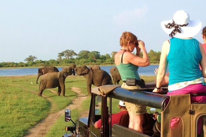 Minneriya Safari from Habarana — See Asia’s Largest Elephant Gathering photo 5