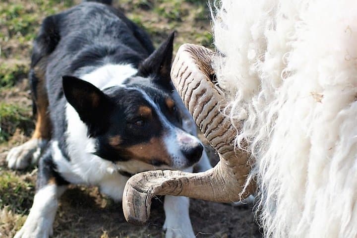Sheepdogs and Shearing at a Connemara Mountain Farm on Killary Fjord photo 2