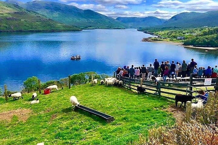 Sheepdogs and Shearing at a Connemara Mountain Farm on Killary Fjord photo 3