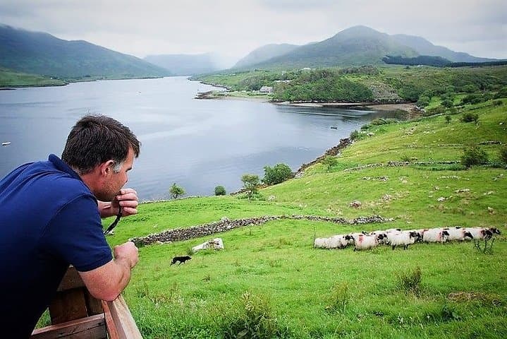 Sheepdogs and Shearing at a Connemara Mountain Farm on Killary Fjord