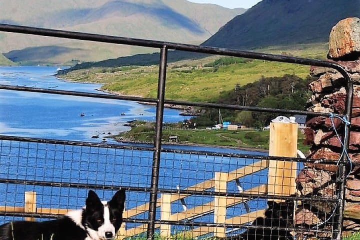 Sheepdogs and Shearing at a Connemara Mountain Farm on Killary Fjord photo 5