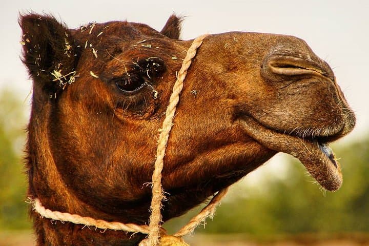 Atlas Mountains & Agafay Desert Day Trip from Marrakech — Imlil, Takerkoust & Berber Villages photo 5