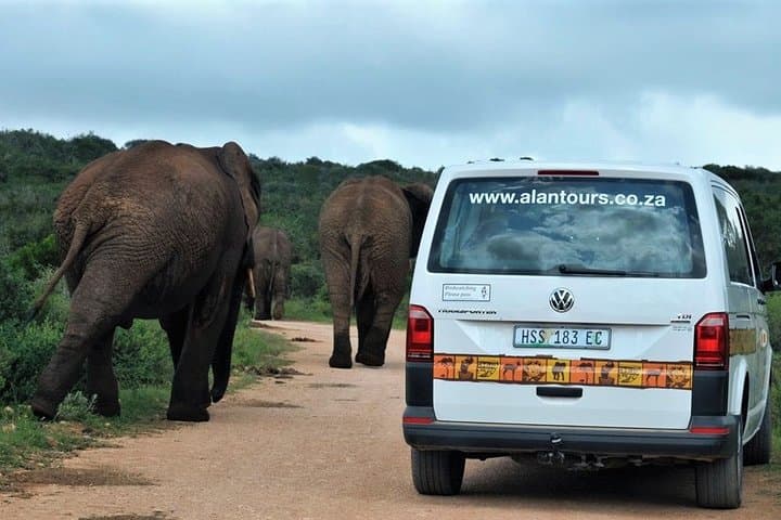 Addo Elephant Park Shore Excursion from Port Elizabeth — Half-Day Safari photo 5