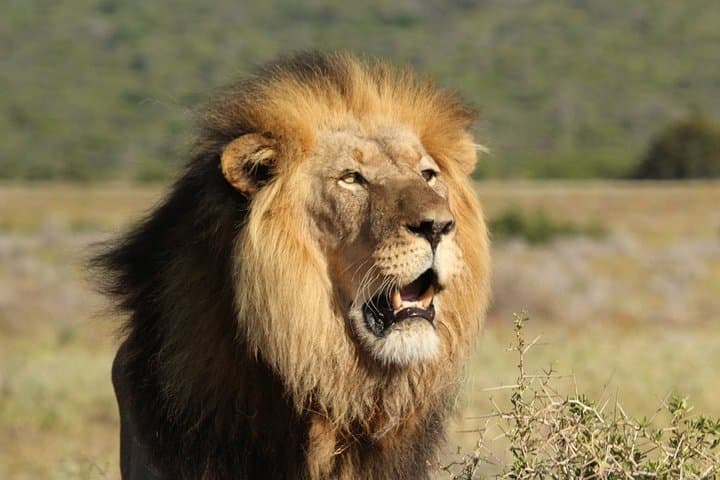 Addo Elephant Park Shore Excursion from Port Elizabeth — Half-Day Safari photo 4