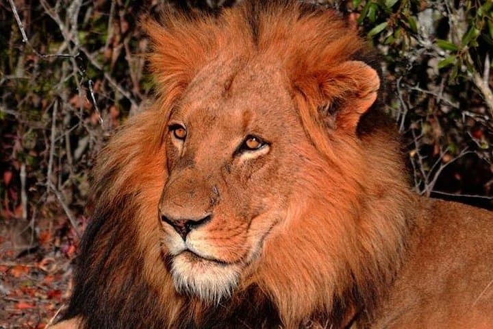 Pilanesberg Wildlife Safari: Big Five Game Drive in a Volcanic Crater photo 3