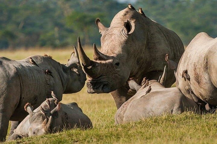 Pilanesberg Wildlife Safari: Big Five Game Drive in a Volcanic Crater photo 4