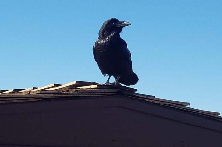 Grand Canyon South Rim Tour from Flagstaff — Day Trip to the Rim & Condor Viewing photo 4