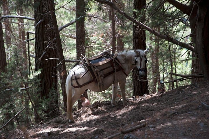 Samaria Gorge Full-Day Hike from Malia & Heraklion — 16 km Descent to the Sea photo 4