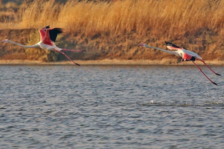 Private Ria Formosa Boat Tour from Olhão — Armona, Culatra & Farol photo 5