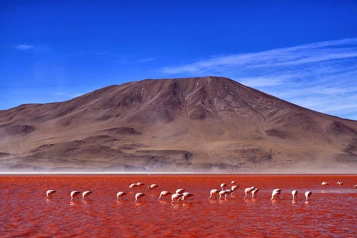 6-Day Atacama to Uyuni Salt Flats Expedition — Altiplano Colors, Flamingos & Incahuasi