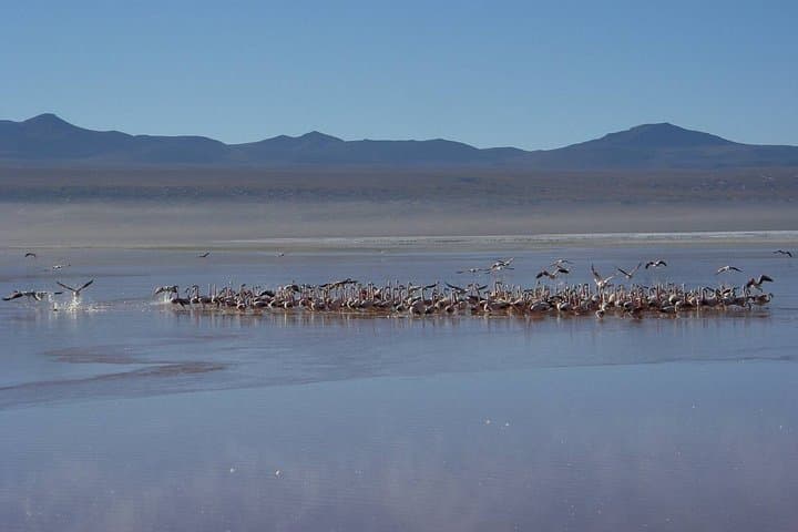 6-Day Atacama to Uyuni Salt Flats Expedition — Altiplano Colors, Flamingos & Incahuasi photo 4