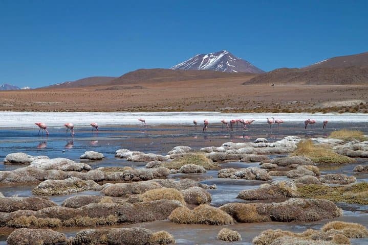6-Day Atacama to Uyuni Salt Flats Expedition — Altiplano Colors, Flamingos & Incahuasi photo 5