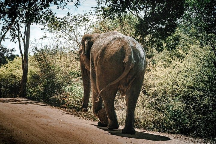 Sigiriya Rock and Minneriya Elephant Safari: Full-Day From Kandy photo 6