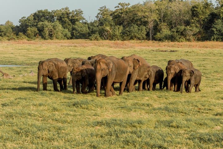 Sigiriya Rock and Minneriya Elephant Safari: Full-Day From Kandy photo 2