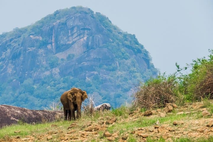 Gal Oya National Park Safari: Elephant Herds & Reservoir Wildlife at Senanayake Samudra photo 4