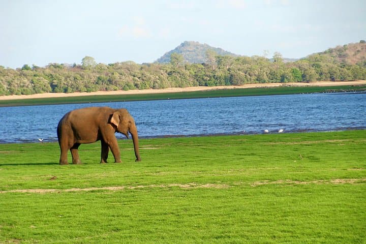 Gal Oya National Park Safari: Elephant Herds & Reservoir Wildlife at Senanayake Samudra photo 1