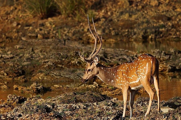 Lunugamvehera Private Safari: Elephant Corridors & Birdwatching (12-Hour Naturalist Tour) photo 3