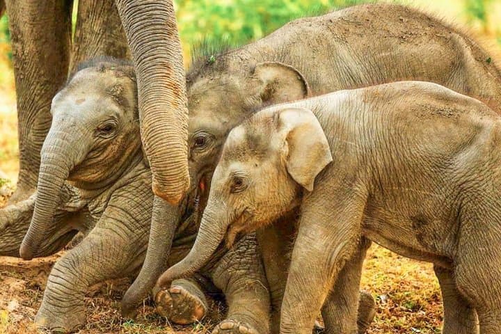 Kalawewa National Park Private Safari — See Rare Tuskers & Open-Billed Storks photo 2
