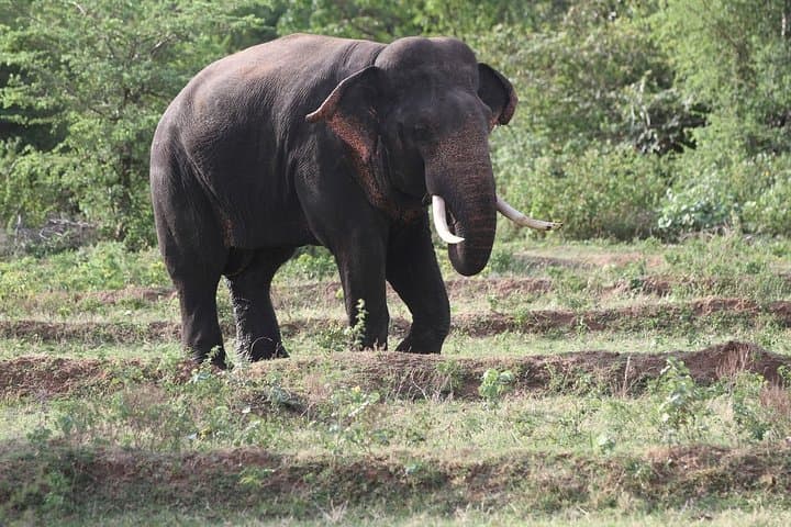 Kalawewa National Park Private Safari — See Rare Tuskers & Open-Billed Storks photo 3