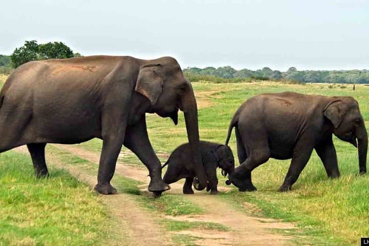 Kalawewa National Park Private Safari — See Rare Tuskers & Open-Billed Storks photo 4