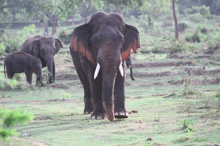 Kalawewa National Park Private Safari — See Rare Tuskers & Open-Billed Storks photo 1