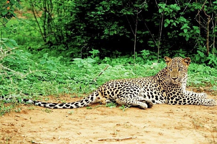 Lunugamvehera Private Safari: Elephant Corridors & Birdwatching (12-Hour Naturalist Tour) photo 1