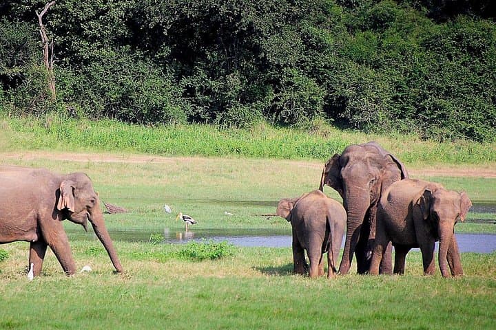 Lunugamvehera Private Safari: Elephant Corridors & Birdwatching (12-Hour Naturalist Tour) photo 2