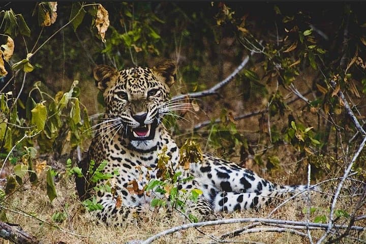Lunugamvehera Private Safari: Elephant Corridors & Birdwatching (12-Hour Naturalist Tour) photo 4