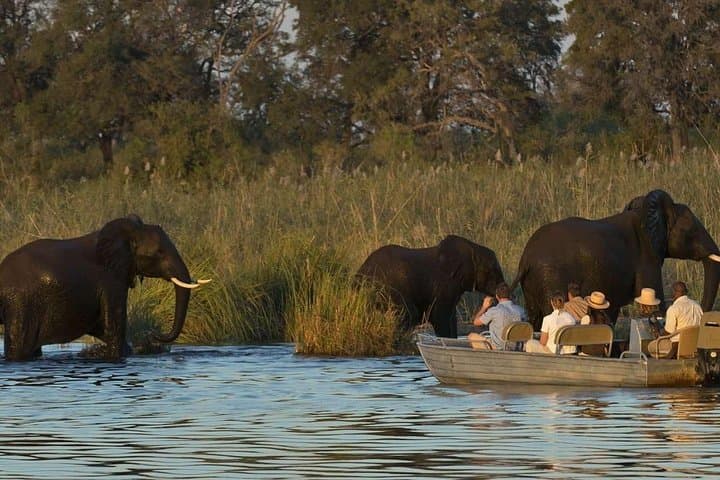 Paddling the Upper Zambezi: Half-Day Canoe Safari Above Victoria Falls photo 1