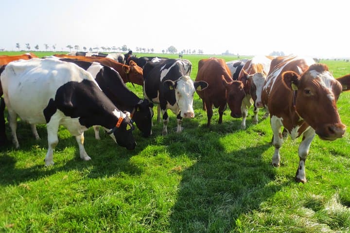 Amsterdam Countryside Private Tour: Windmills, Cheese & Volendam in One Day photo 3