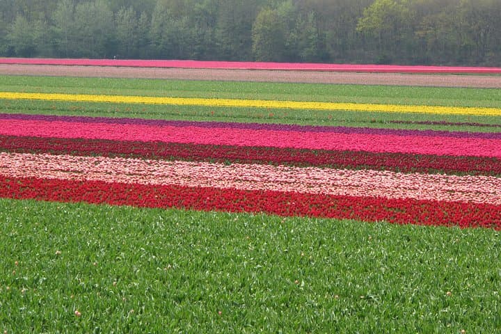 Amsterdam Countryside Private Tour: Windmills, Cheese & Volendam in One Day photo 4