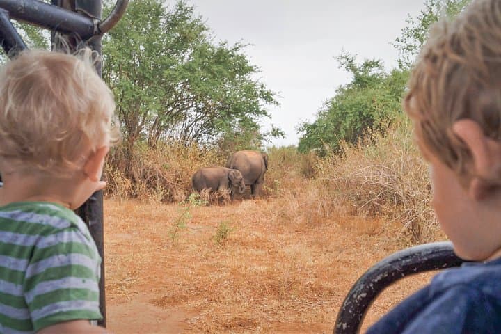 Converging Giants: 3-Hour Wild Elephant Safari at Minneriya National Park photo 3