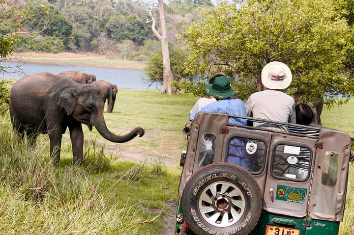 Converging Giants: 3-Hour Wild Elephant Safari at Minneriya National Park photo 4