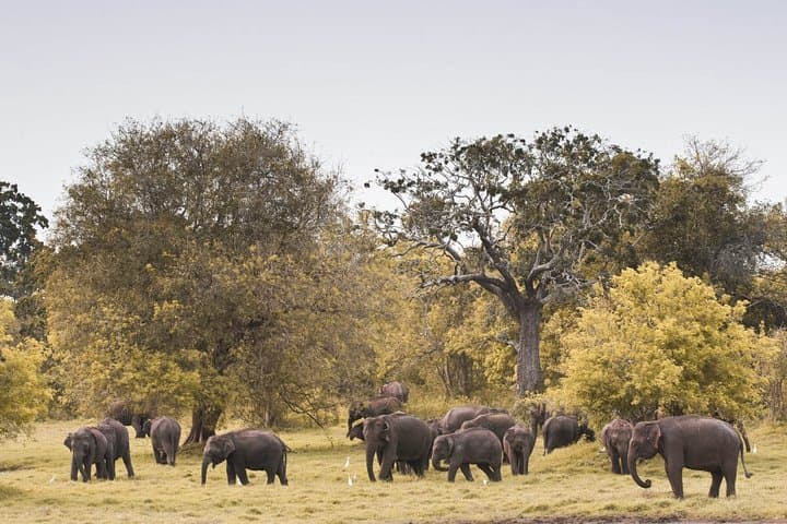 Converging Giants: 3-Hour Wild Elephant Safari at Minneriya National Park photo 5