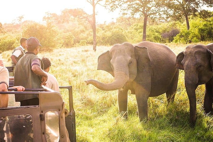Converging Giants: 3-Hour Wild Elephant Safari at Minneriya National Park photo 2