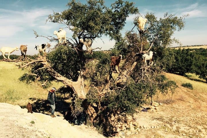 Day Trip from Marrakech to Essaouira: Atlantic Coast, Argan Forests & Medina Strolls