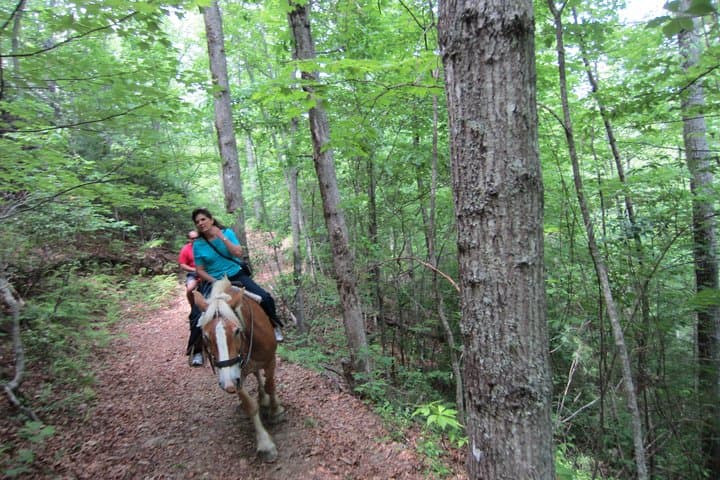 Horseback Ride Through Flame Azalea & Fern Forest — Cullowhee's Flame-Fern Trail photo 4