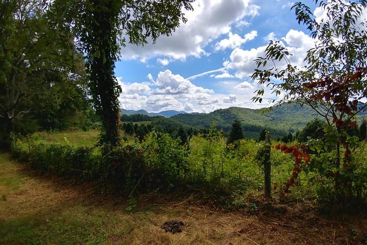 Horseback Ride Through Flame Azalea & Fern Forest — Cullowhee's Flame-Fern Trail photo 5