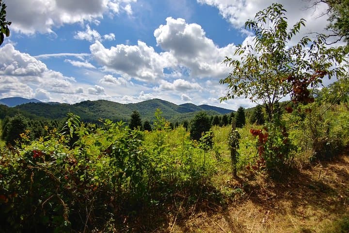 Horseback Ride Through Flame Azalea & Fern Forest — Cullowhee's Flame-Fern Trail photo 6