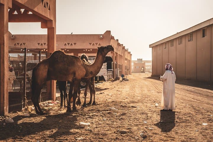 Al Ain Walking Tour: Discover UNESCO Gems, Forts & Oasis photo 2
