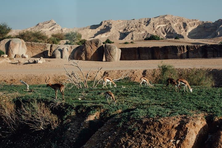 Al Ain Walking Tour: Discover UNESCO Gems, Forts & Oasis photo 3