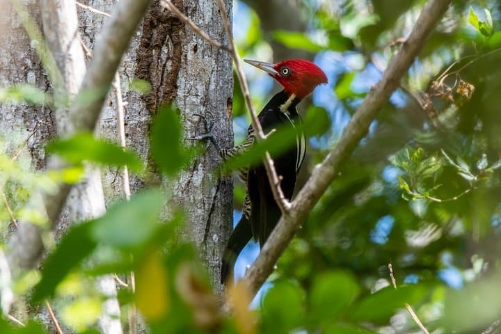 Birdwatching Coba from Tulum: Shared Eco‑Tour to See 360+ Species photo 2