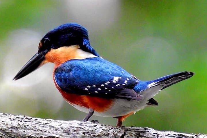 Birdwatching in Sian Kaan Muyil from Tulum — Shared Group Birding Tour photo 2
