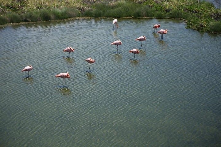 Isabela Island in 2 Days: Wetlands, Tintoreras & Sierra Negra Volcano photo 3